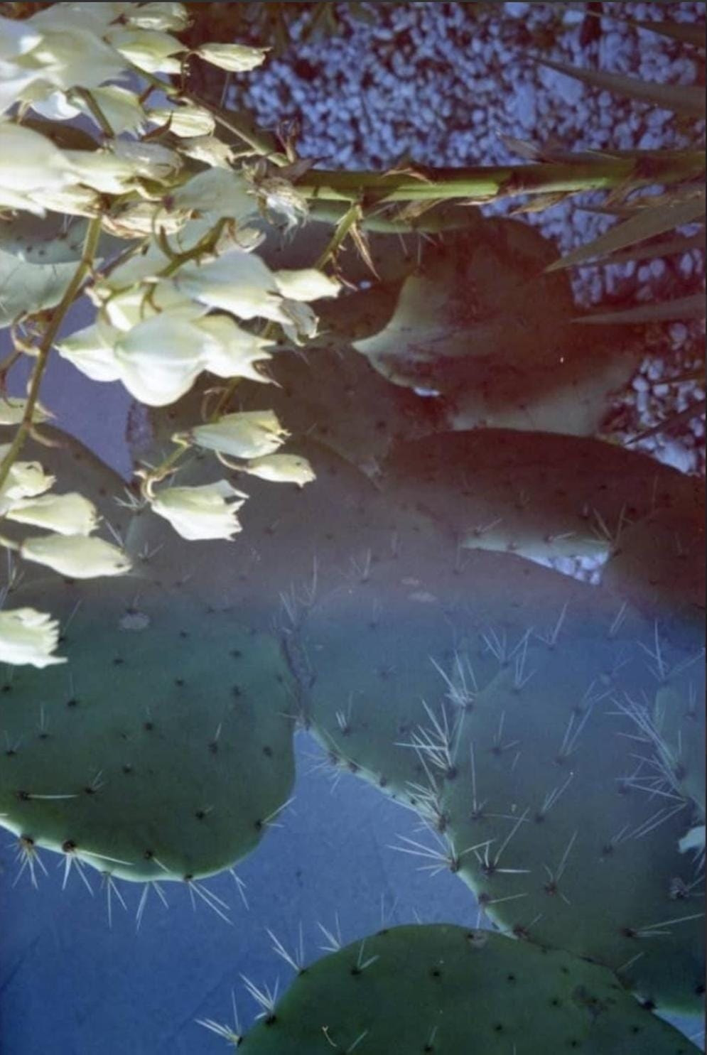 Lorena  Bucur, ‘Non succede mai nulla nel bosco 1
Non succede mai nulla nel bosco 2
Glimpses (underwater)
Glimpses (white)’, 2026