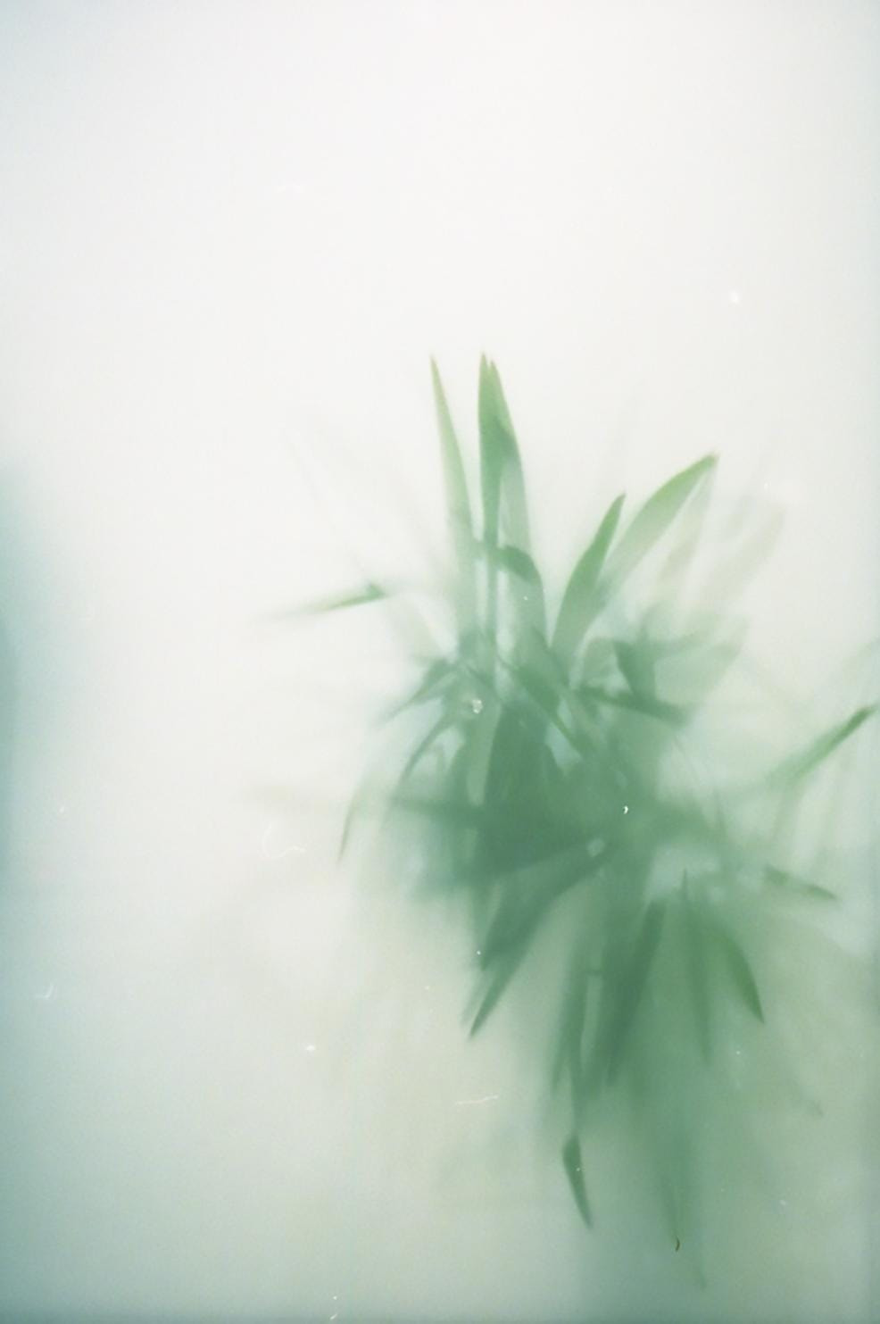 Lorena Bucur, ‘Non succede mai nulla nel bosco 1
Non succede mai nulla nel bosco 2
Glimpses (underwater)
Glimpses (white)’, 2026