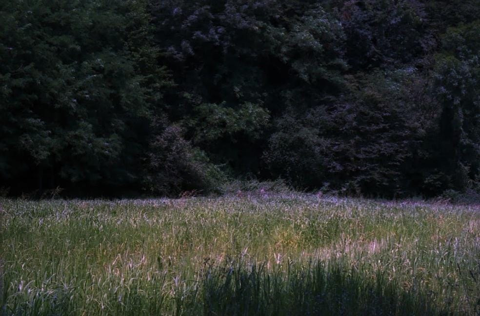 Lorena Bucur, ‘Non succede mai nulla nel bosco 1
Non succede mai nulla nel bosco 2
Glimpses (underwater)
Glimpses (white)’, 2026