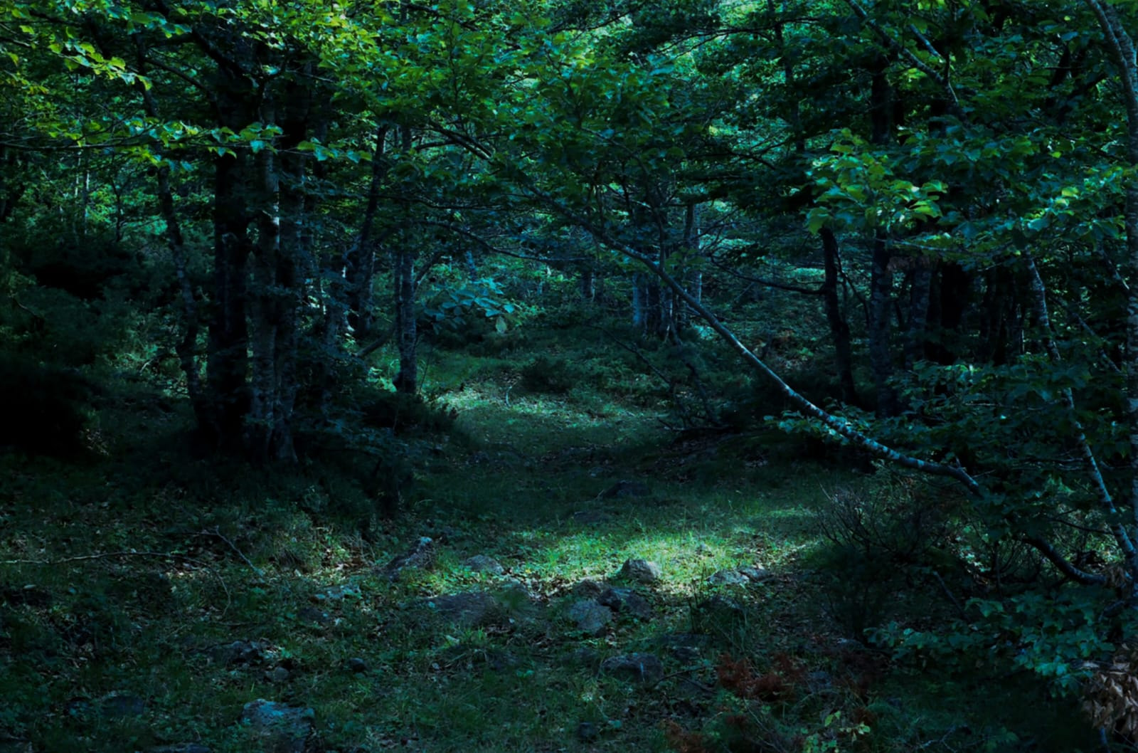 Lorena Bucur, ‘Non succede mai nulla nel bosco 1
Non succede mai nulla nel bosco 2
Glimpses (underwater)
Glimpses (white)’, 2026