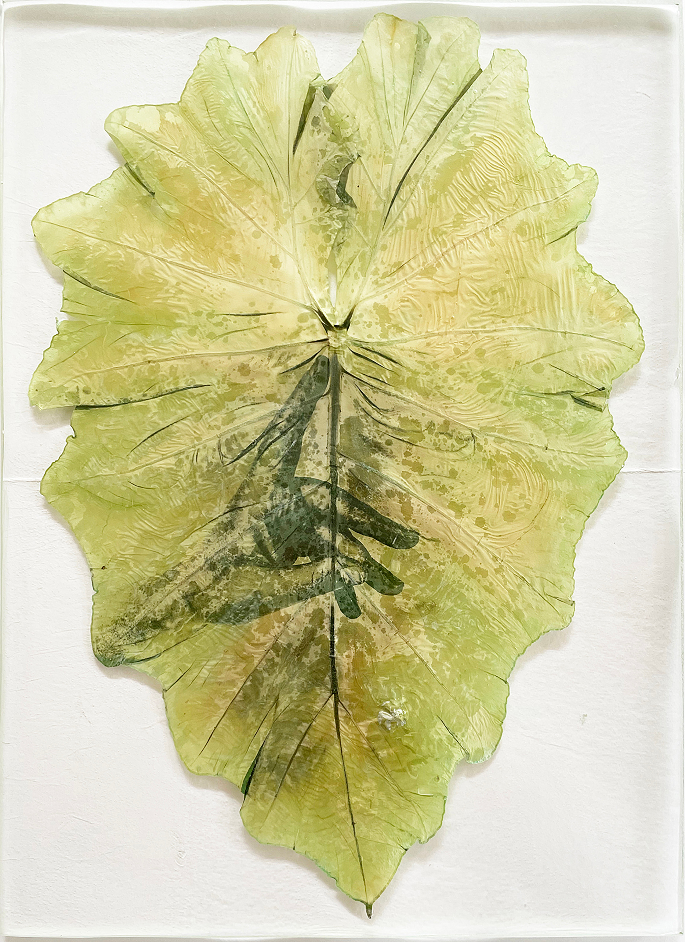 Almudena  Romero, ‘The Pigment change - Taro Hands’, 2023