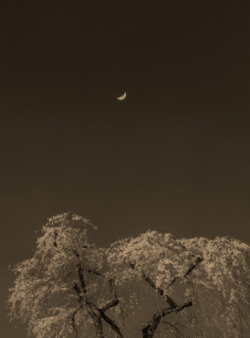 Paul Cupido, ‘Sakura Moon’, 2023