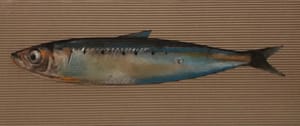 Gianfranco Gentile – Sardina – Pastels on corrugated cardboard