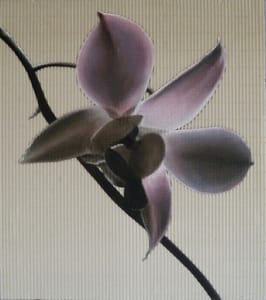 Gianfranco Gentile – Orchidea – pastels on corrugated cardboard