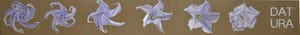 Gianfranco Gentile – Datura – pastels on corrugated cardboard