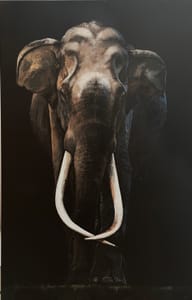 Giusy Rampini – Elefante indiano – Tecnica mista su tela