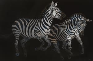 Giusy Rampini – Zebre – Acrilico su tela