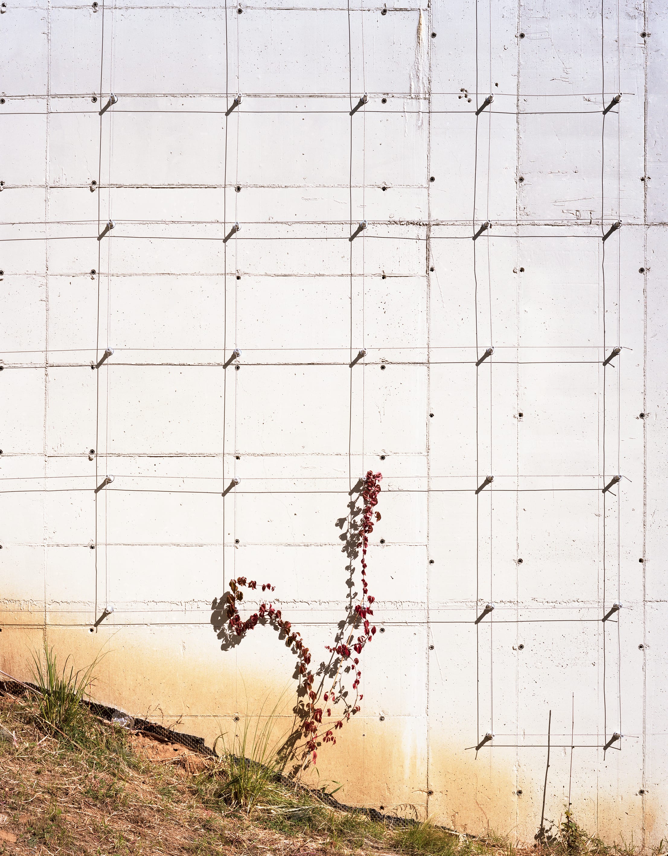 George Tatge, ‘Grid and Vine’, 2025